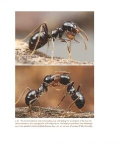 The Guests Of Ants -Rode Sales Store 256243 07