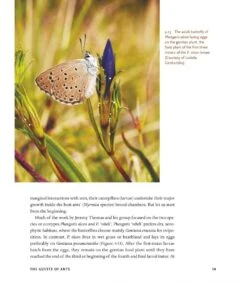 The Guests Of Ants -Rode Sales Store 256243 10