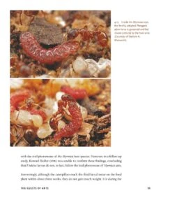 The Guests Of Ants -Rode Sales Store 256243 12