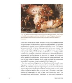 The Guests Of Ants -Rode Sales Store 256243 13