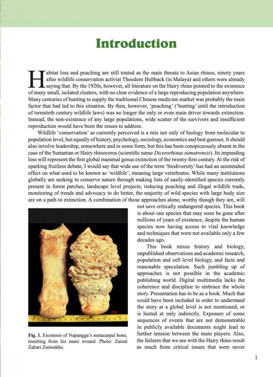 The Hairy Rhinoceros 2 The Hairy Rhinoceros - Image 2