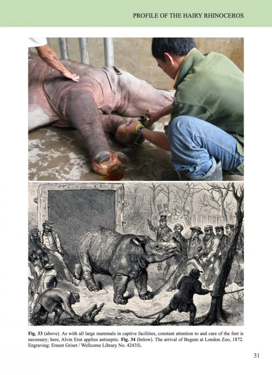 The Hairy Rhinoceros 3 The Hairy Rhinoceros - Image 3