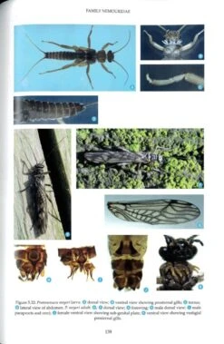 British And Irish Stoneflies (Plecoptera) -Rode Sales Store 259572 4