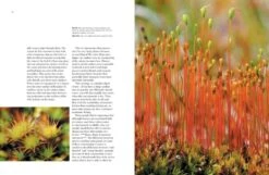 The Hidden World Of Mosses -Rode Sales Store 259756 4