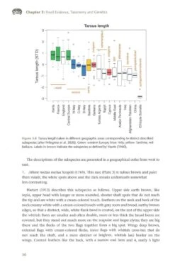 The Little Owl 11 The Little Owl -Rode Sales Store 260204 1