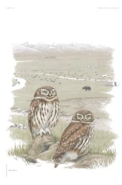 The Little Owl 12 The Little Owl -Rode Sales Store 260204 2