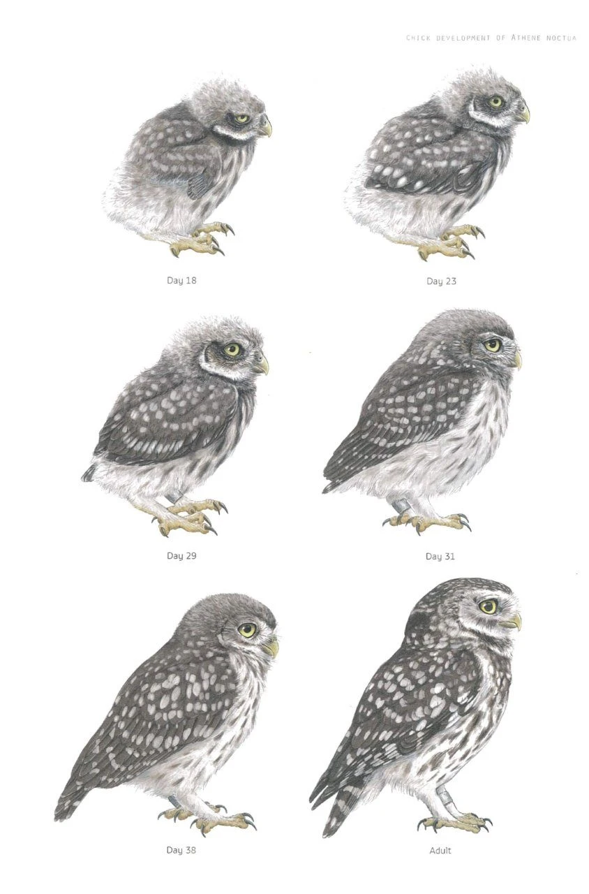 The Little Owl 5 The Little Owl - Image 5