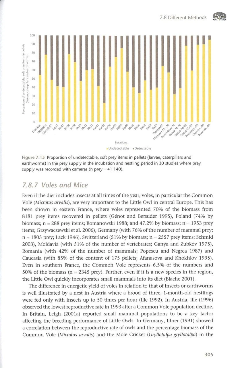 The Little Owl 7 The Little Owl - Image 7