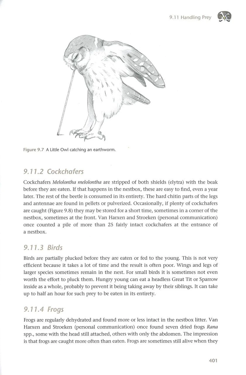 The Little Owl 8 The Little Owl - Image 8