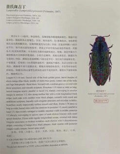 An Iconography Of Chinese Buprestidae (Coleoptera) (2-Volume Set) [English / Chinese] -Rode Sales Store 260263 2