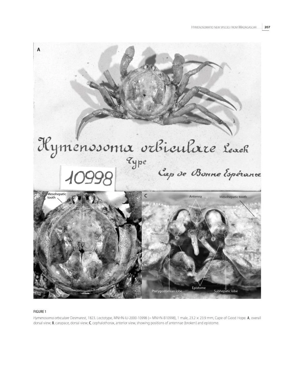 Tropical Deep-Sea Benthos, Volume 33 5 Tropical Deep-Sea Benthos, Volume 33 - Image 5