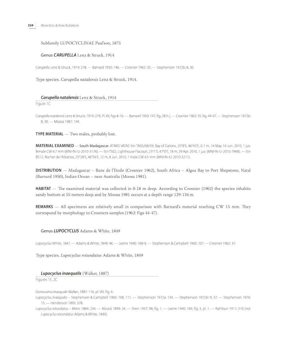 Tropical Deep-Sea Benthos, Volume 33 6 Tropical Deep-Sea Benthos, Volume 33 - Image 6