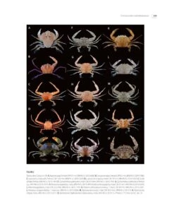 Tropical Deep-Sea Benthos, Volume 33 21 Tropical Deep-Sea Benthos, Volume 33 -Rode Sales Store 260267 06