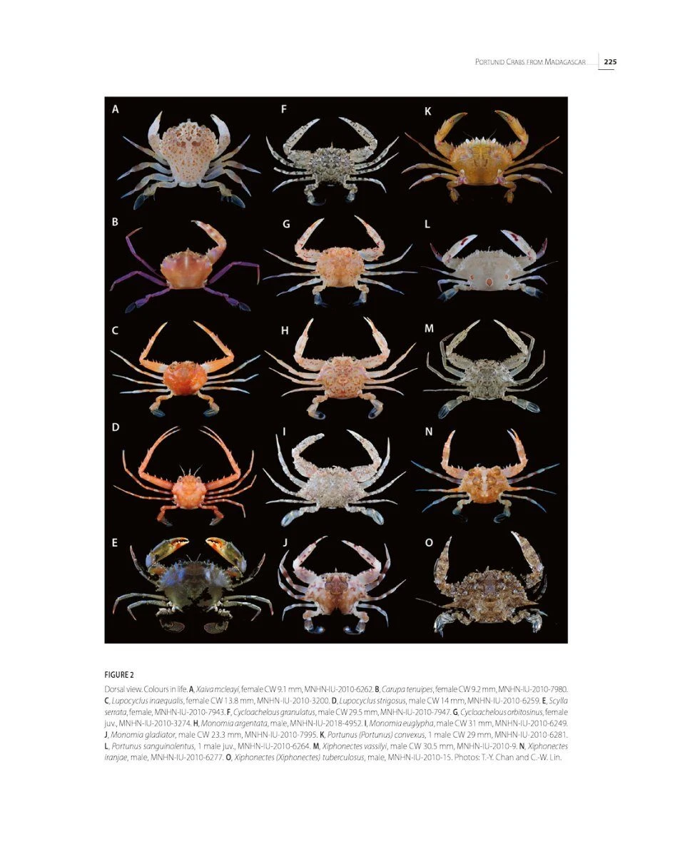 Tropical Deep-Sea Benthos, Volume 33 7 Tropical Deep-Sea Benthos, Volume 33 - Image 7