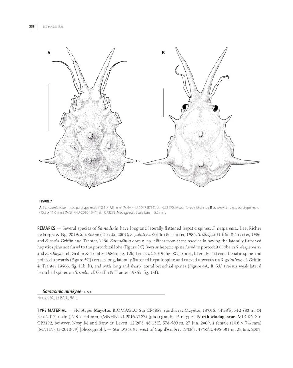Tropical Deep-Sea Benthos, Volume 33 12 Tropical Deep-Sea Benthos, Volume 33 - Image 12
