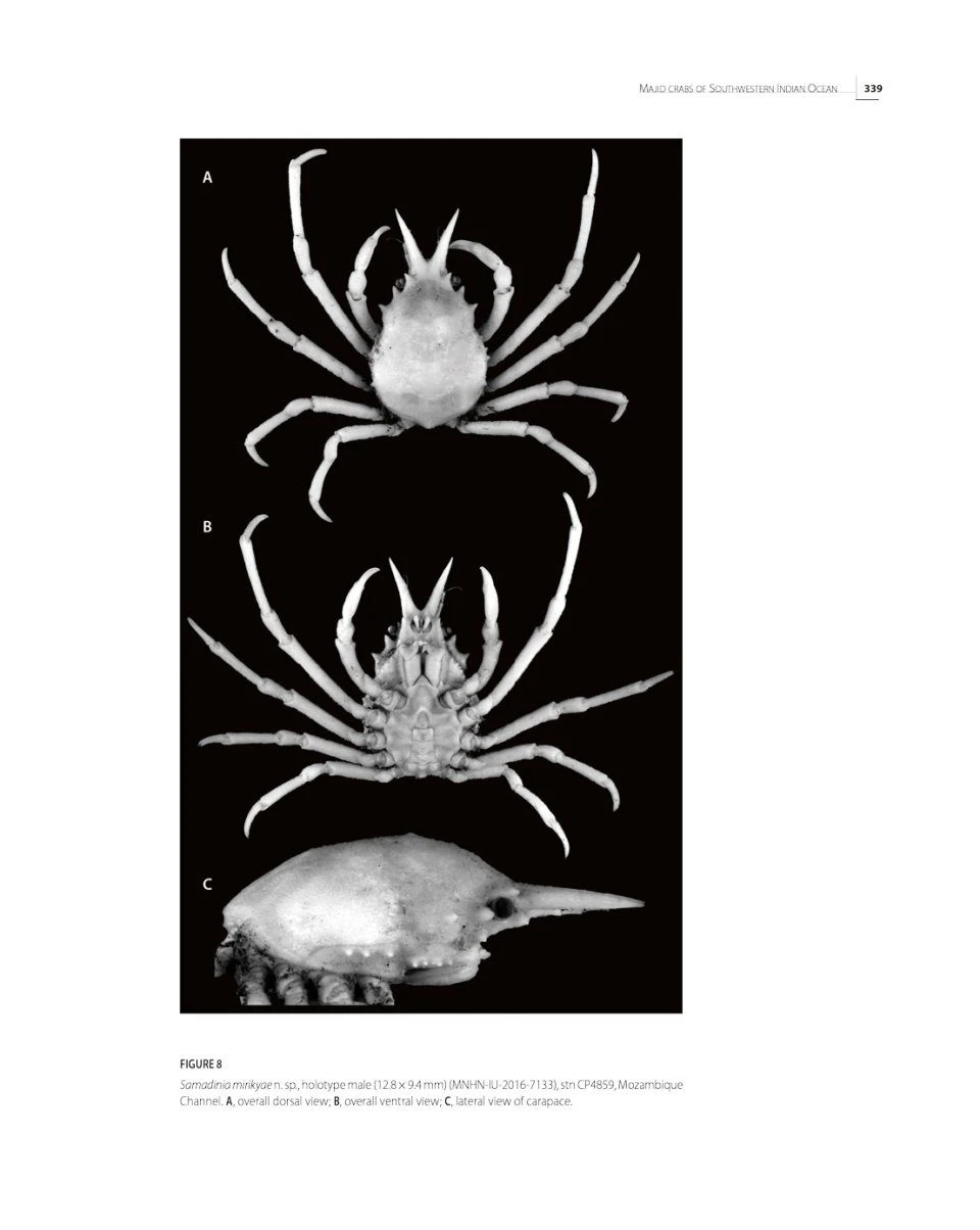 Tropical Deep-Sea Benthos, Volume 33 13 Tropical Deep-Sea Benthos, Volume 33 - Image 13