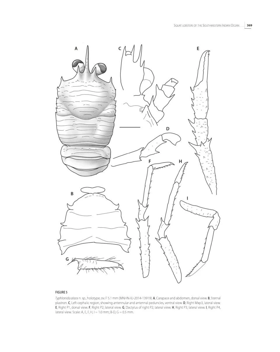 Tropical Deep-Sea Benthos, Volume 33 15 Tropical Deep-Sea Benthos, Volume 33 - Image 15