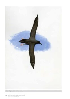 Les îles Saint-Paul Et Amsterdam (Océan Indien Sud): Environnement Marin Et Pêcheries [Saint-Paul And Amsterdam Islands (South Indian Ocean): Marine Environment And Fisheries] -Rode Sales Store 260268 19