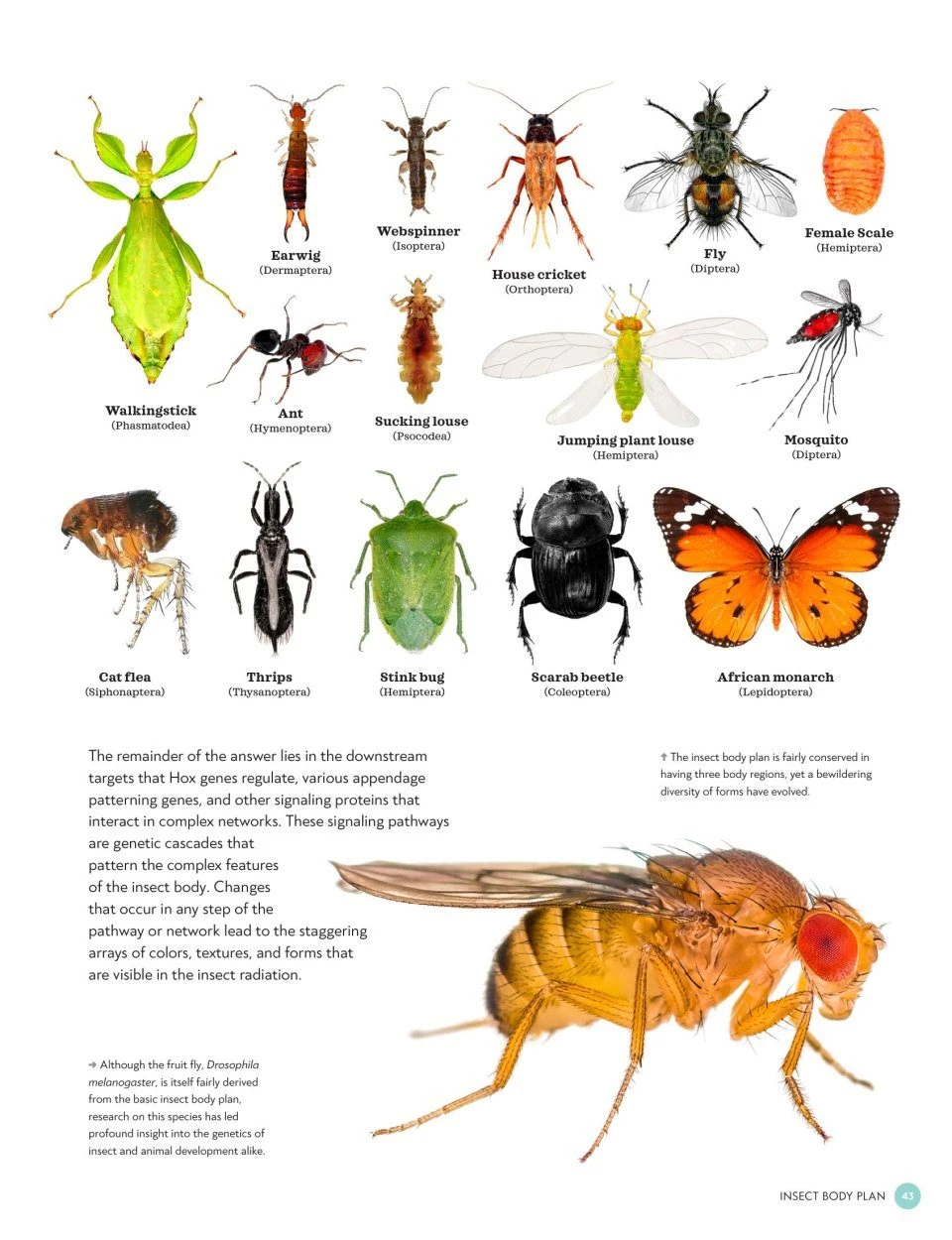 The Complete Insect 2 The Complete Insect - Image 2