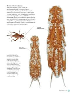 The Complete Insect 10 The Complete Insect -Rode Sales Store 260476 2