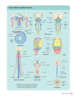The Complete Insect 12 The Complete Insect -Rode Sales Store 260476 4