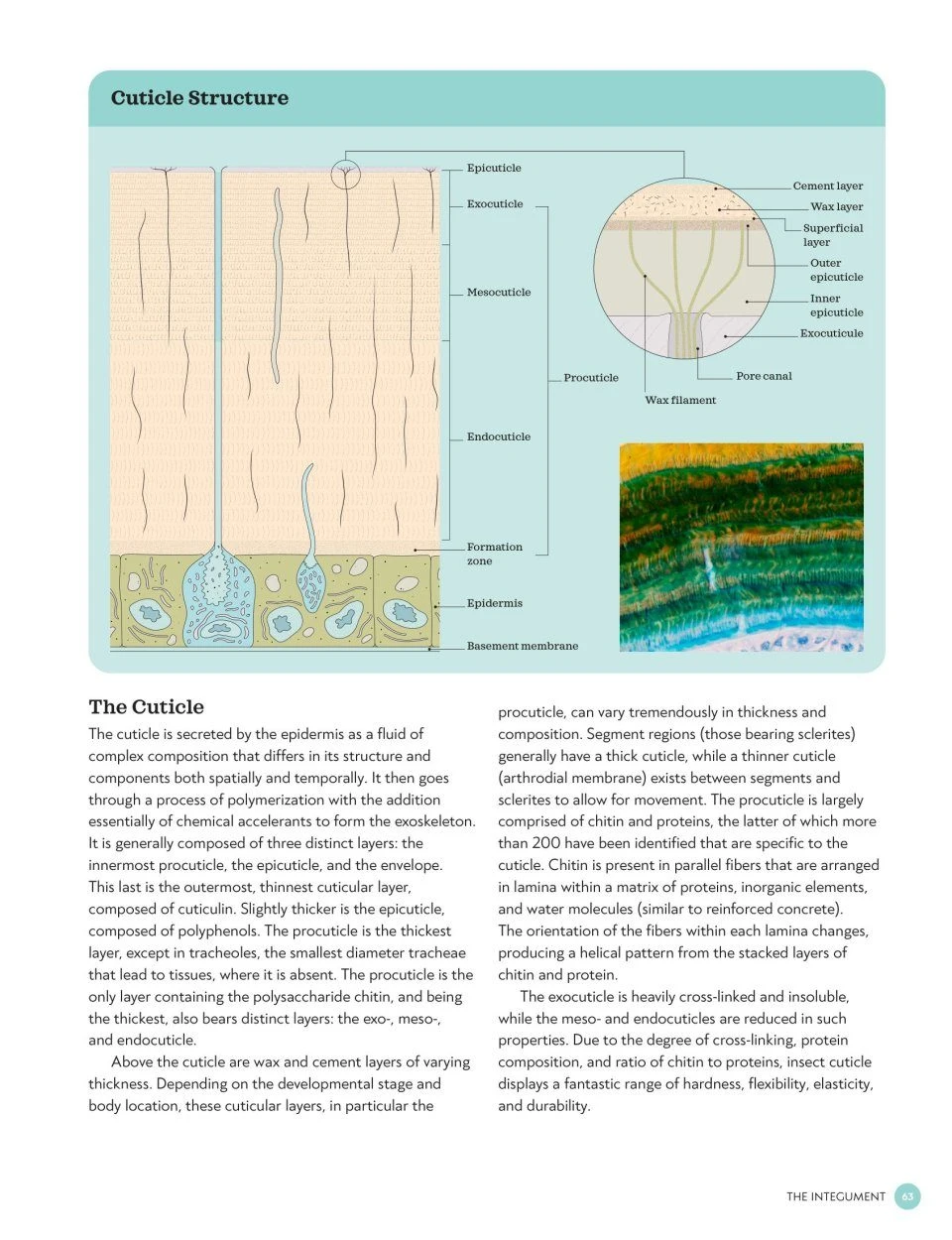 The Complete Insect 6 The Complete Insect - Image 6