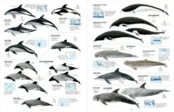 All The Mammals Of The World 8 All The Mammals Of The World -Rode Sales Store 261235 2