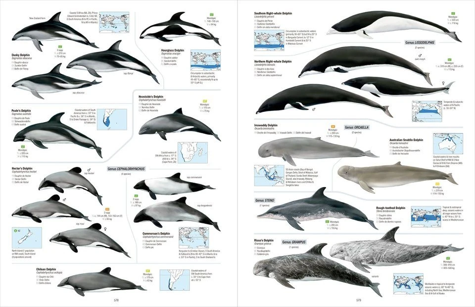 All The Mammals Of The World 3 All The Mammals Of The World - Image 3