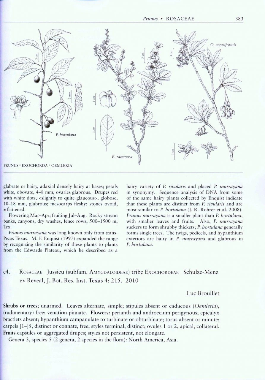 Flora Of North America North Of Mexico, Volume 9: Magnoliophyta: Picramniaceae To Rosaceae 4 Flora Of North America North Of Mexico, Volume 9: Magnoliophyta: Picramniaceae To Rosaceae - Image 4