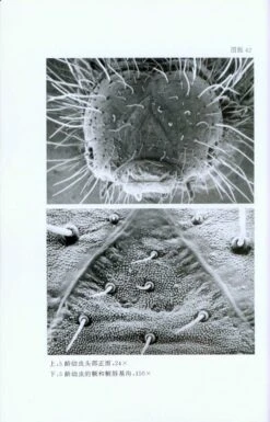 Luehdorfia Chinensis Leech, A Precious And Threatened Butterfly [Chinese] -Rode Sales Store 34971 3