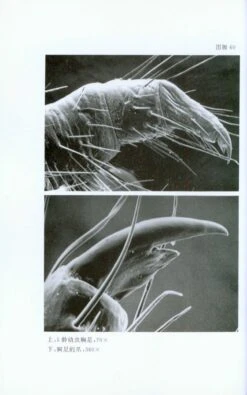 Luehdorfia Chinensis Leech, A Precious And Threatened Butterfly [Chinese] -Rode Sales Store 34971 4