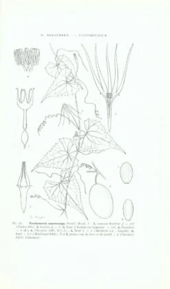 Flore Du Cameroun, Volume 6 -Rode Sales Store 50274 3