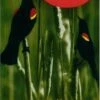 Red-Winged Blackbirds