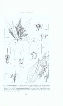 Flore De La Nouvelle-Calédonie Et Dépendances, Volume 21: Sphenostemonaceae, Anacardiaceae, Cruciferae -Rode Sales Store 68500 2