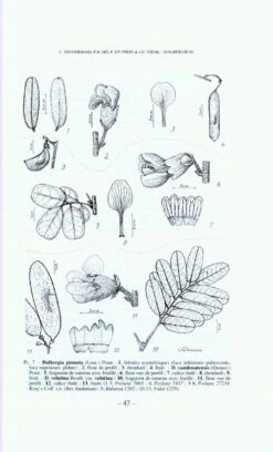 Flore Du Cambodge, Du Laos Et Du Viêtnam, Volume 29 -Rode Sales Store 70707 4