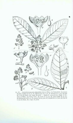 Flore Du Gabon, Volume 10: Lauraceae, Myristicaceae, Monimiaceae -Rode Sales Store 71927 2