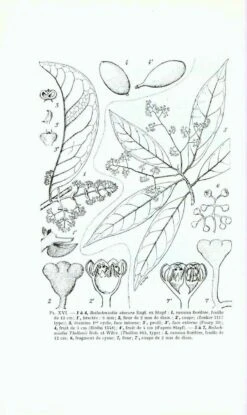 Flore Du Gabon, Volume 10: Lauraceae, Myristicaceae, Monimiaceae -Rode Sales Store 71927 3