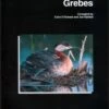 Grebes: Status Survey And Conservation Action Plan