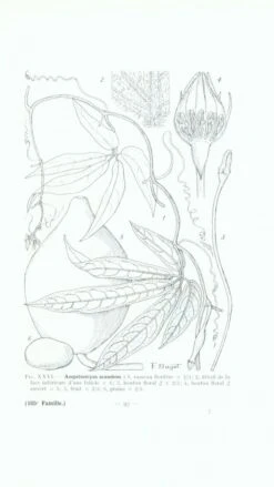 Flore De Madagascar Et Des Comores, Fam. 185 -Rode Sales Store 77651 2