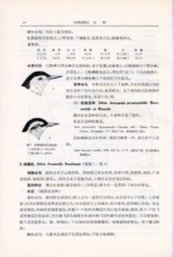 Fauna Sinica: Aves, Volume 13: Passeriformes: Paridae - Zosteropidae [Chinese] -Rode Sales Store 81739 3