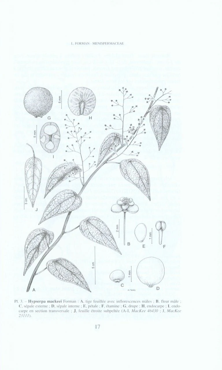 Flore De La Nouvelle-Calédonie Et Dépendances, Volume 22: Menispermaceae, Oleaceae, Passifloraceae 2 Flore De La Nouvelle-Calédonie Et Dépendances, Volume 22: Menispermaceae, Oleaceae, Passifloraceae - Image 2