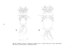 Feather Mites Of The World, (Acarina, Astigmata): The Supraspecific Taxa (2-Volume Set) -Rode Sales Store 84893 3