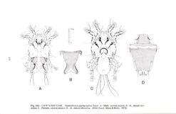 Feather Mites Of The World, (Acarina, Astigmata): The Supraspecific Taxa (2-Volume Set) -Rode Sales Store 84893 4