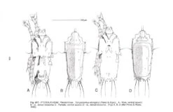 Feather Mites Of The World, (Acarina, Astigmata): The Supraspecific Taxa (2-Volume Set) -Rode Sales Store 84893 5