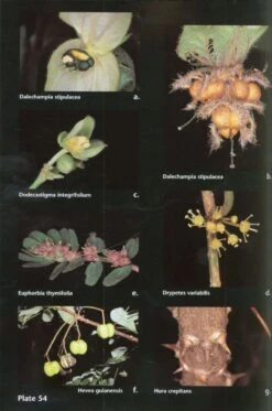 Guide To The Vascular Plants Of Central French Guiana, Part 2: Dicotyledons -Rode Sales Store 97401 3