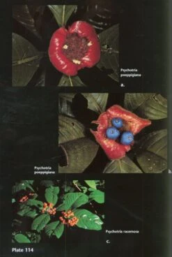 Guide To The Vascular Plants Of Central French Guiana, Part 2: Dicotyledons -Rode Sales Store 97401 6