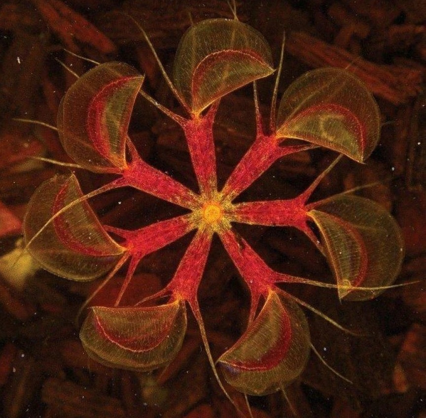 Rode Sales Store -Rode Sales Store q2